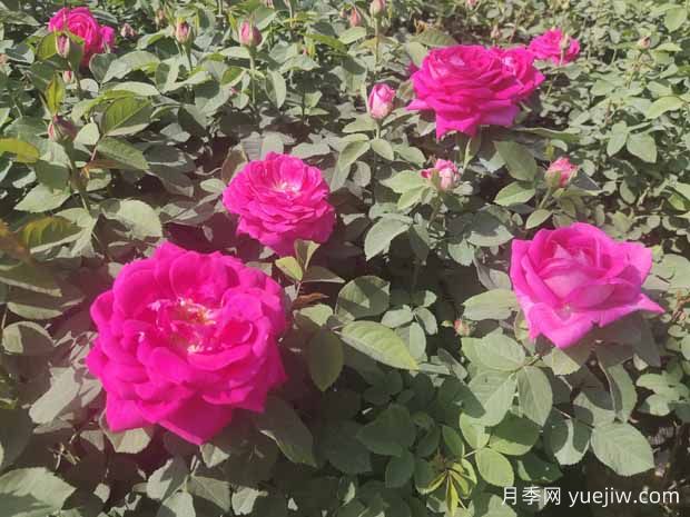 月季株形知識(shí)：微月、灌木、藤本、可藤可灌、株型緊湊(圖1)