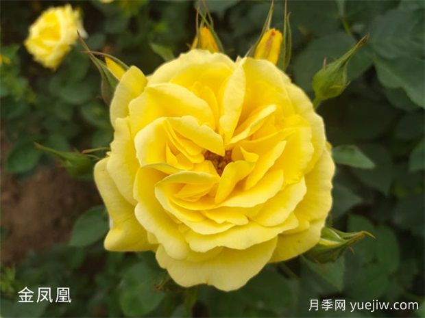 推薦20個(gè)大花月季品種，花大味香，顏值擔(dān)當(dāng)(圖3)