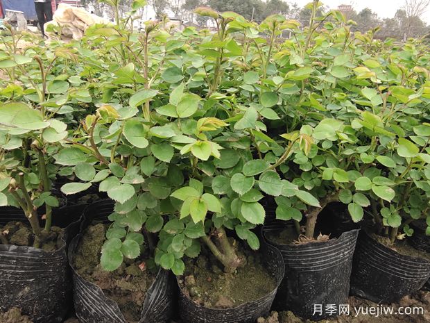 讓盆栽月季重復(fù)開花要掌握什么措施？(圖1)