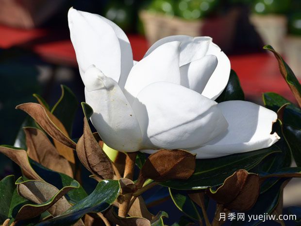 廣玉蘭苗木：一個(gè)很成功的北美移民，遍布我國(guó)大江南北(圖1)