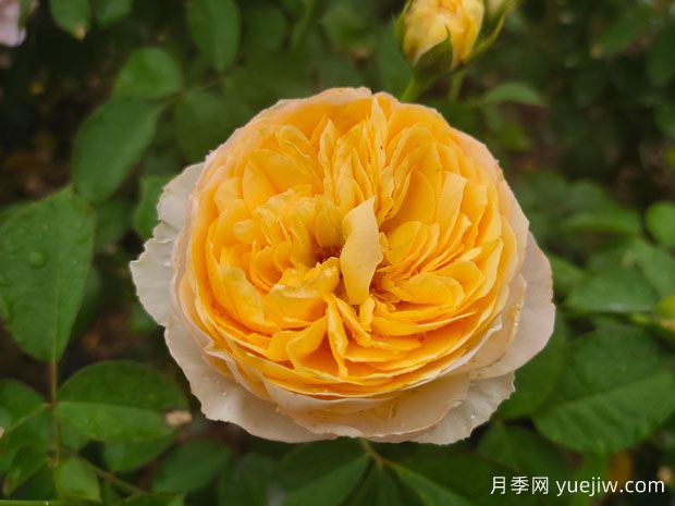 中國月季：歐洲玫瑰花的祖宗，為世界園藝做出了巨大貢獻(xiàn)(圖2)