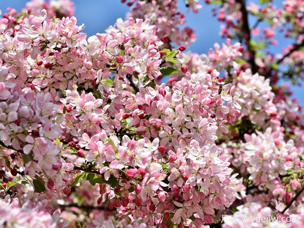 花園小路兩邊種什么樹？推薦6種開花苗木(圖1)