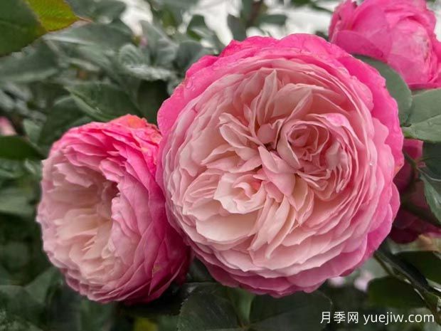 養(yǎng)月季花真的很難嗎？(圖1)