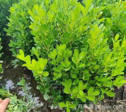 豆瓣黃楊怎么養(yǎng)？(圖1)