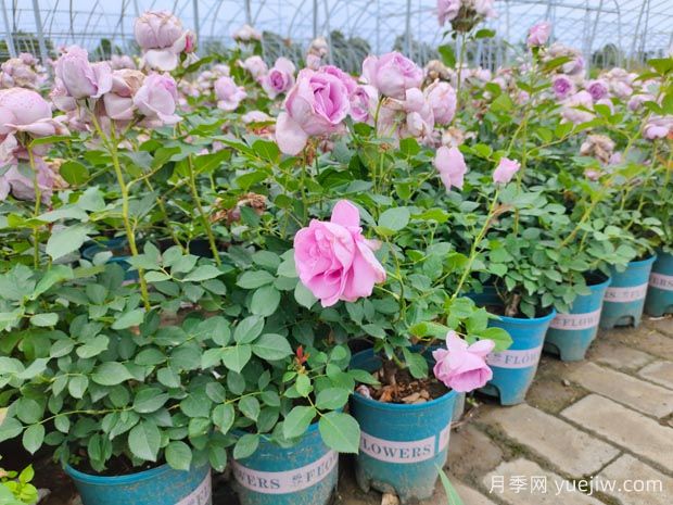 剛買的月季花怎么養(yǎng)護(hù)？新買的月季花養(yǎng)護(hù)指南(圖1)