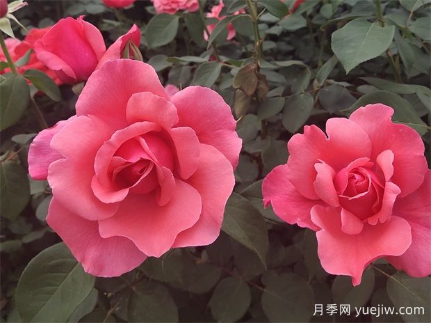 古老珍貴的10種國(guó)產(chǎn)月季，抗病好養(yǎng)比歐月實(shí)在(圖1)