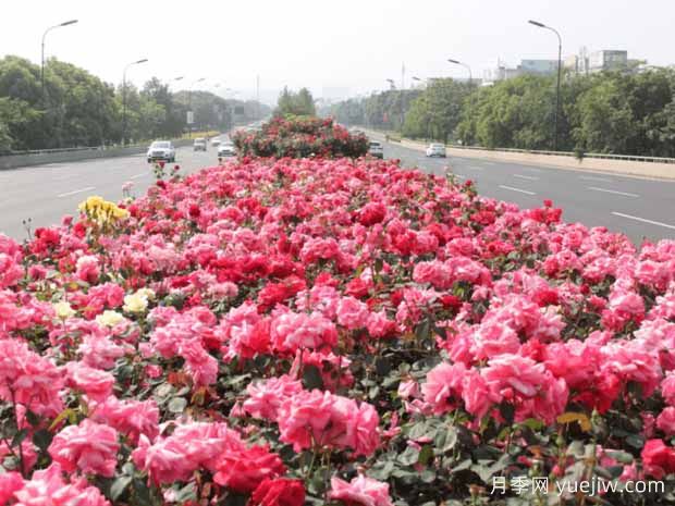 花中皇后月季花在園林綠化中的應用形式(圖2)