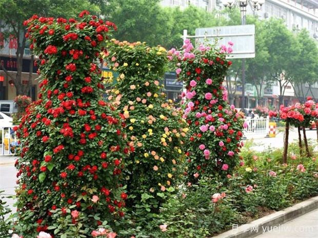 花中皇后月季花在園林綠化中的應用形式(圖3)