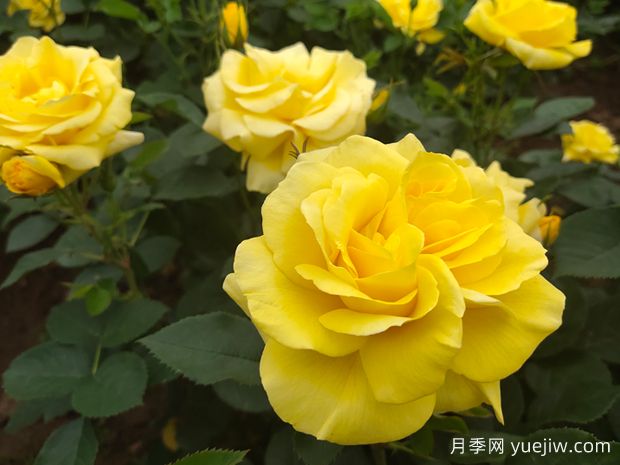為什么月季在春天的發(fā)芽時(shí)間不一樣呢？(圖1)