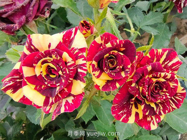 月季基本養(yǎng)護(hù)要點(diǎn)：通風(fēng)、光照、澆水(圖1)