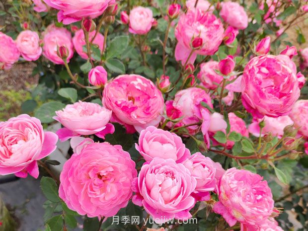 月季基本養(yǎng)護(hù)要點(diǎn)：通風(fēng)、光照、澆水(圖2)