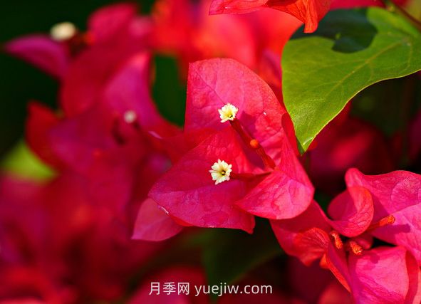 6款適合在夏天養(yǎng)的花，耐曬耐高溫(圖1)