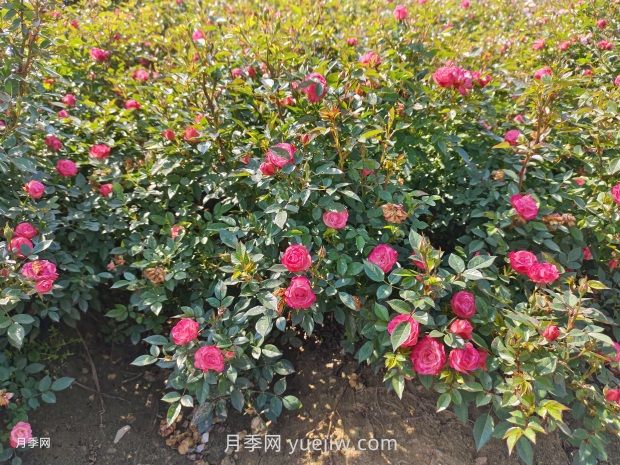 夏季苗木防護(hù)，有哪些要牢記的知識(shí)點(diǎn)？(圖1)