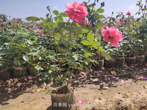 大花月季大袋苗培育怎么做？一起來看看(圖2)