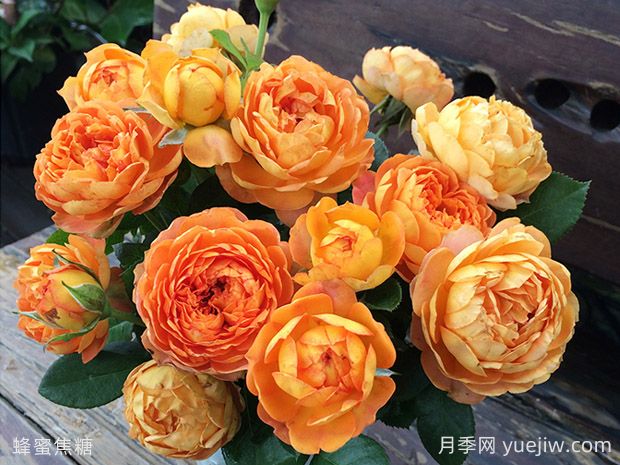 抗病耐熱的蜂蜜焦糖月季該如何去養(yǎng)護(hù)？(圖2)