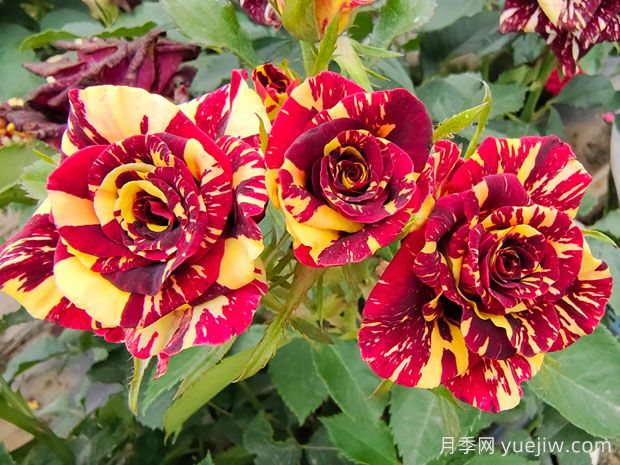 養(yǎng)花新手必知，30個植物的養(yǎng)護(hù)辦法分享(圖1)
