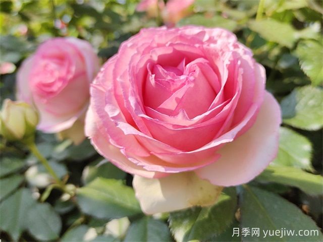 北京什么月季品種又美又優(yōu)秀？帶你來看(圖9)
