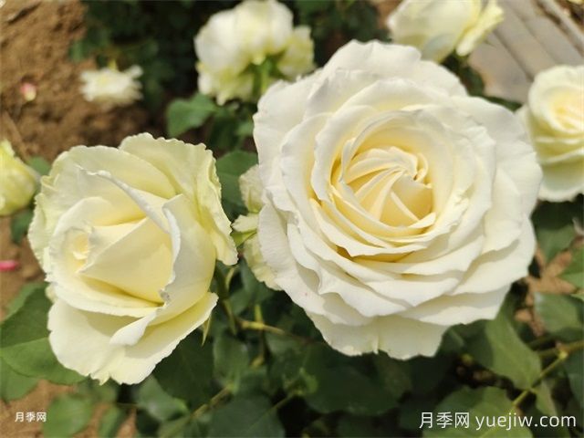 北京什么月季品種又美又優(yōu)秀？帶你來看(圖4)