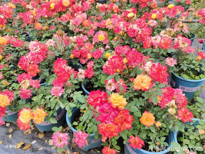 如何打造低成本、低維護(hù)的陽臺(tái)花園(圖1)