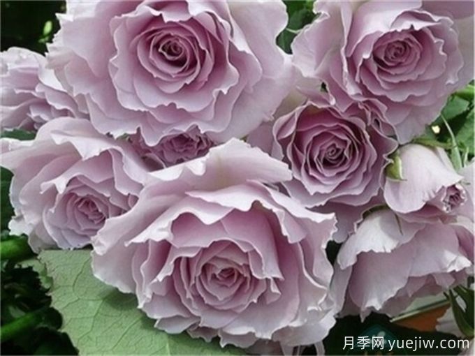 推薦11個(gè)香味濃郁的月季品種，開(kāi)花令人陶醉(圖6)