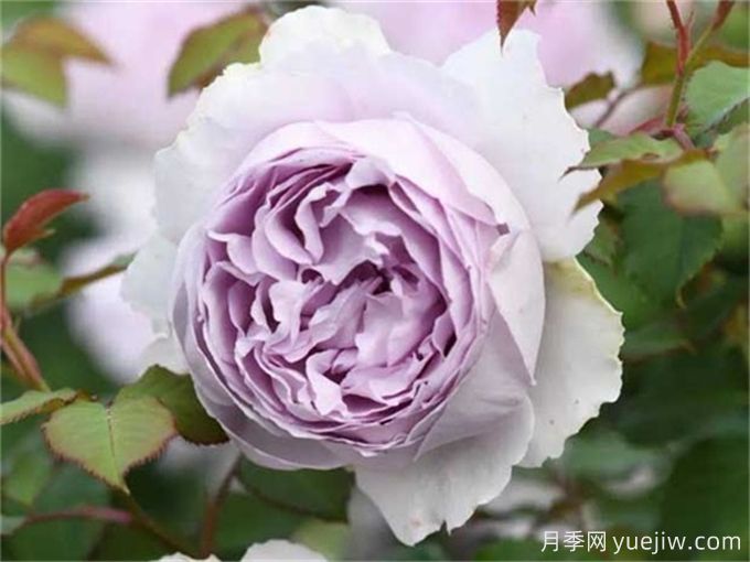推薦11個(gè)香味濃郁的月季品種，開(kāi)花令人陶醉(圖5)
