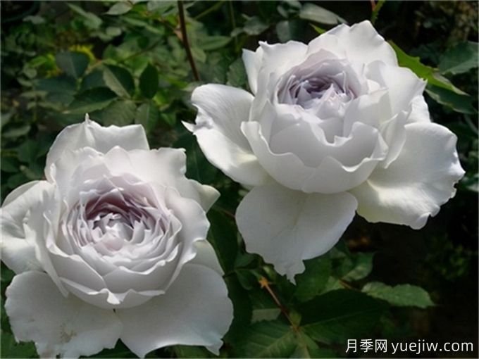 推薦11個(gè)香味濃郁的月季品種，開(kāi)花令人陶醉(圖4)