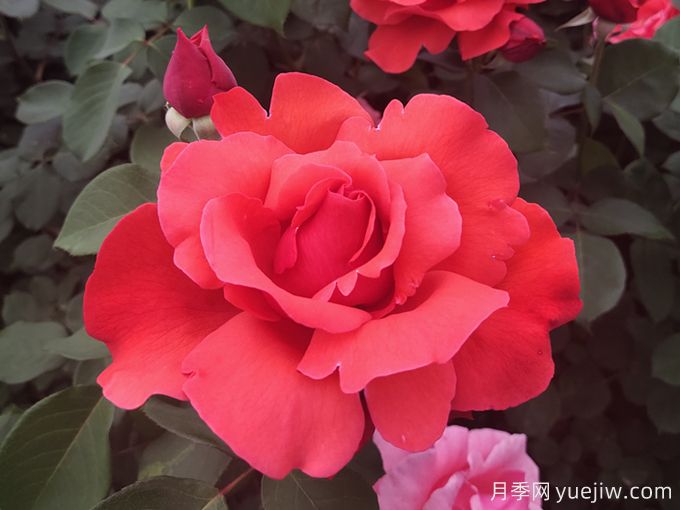 花朵大，長勢強，還得是緋扇月季(圖1)