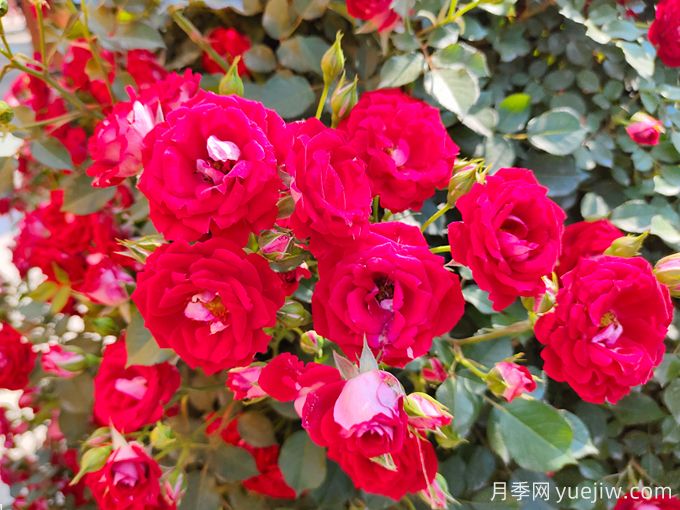 夏季月季花越開越小怎么辦？(圖1)