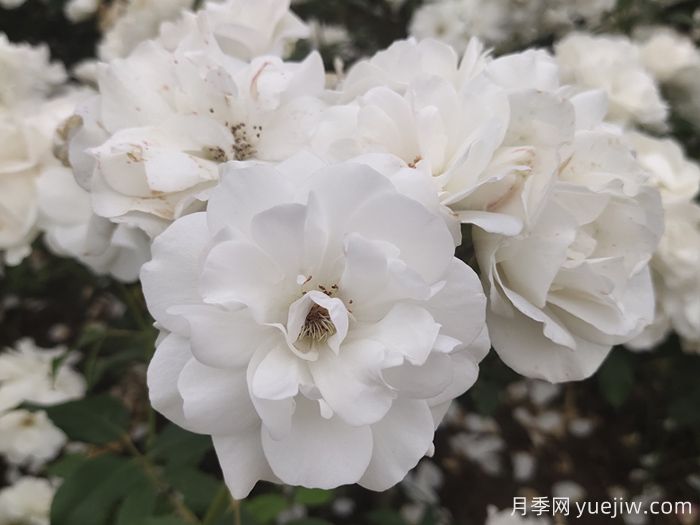 7種顏色的月季花，搞怪花語分別是什么？(圖2)