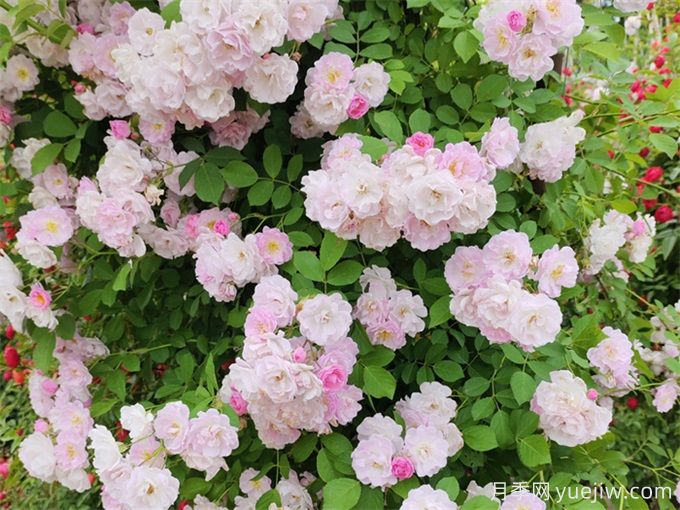 秋季薔薇花該如何養(yǎng)護？(圖1)