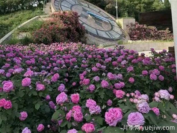 石家莊植物園20萬(wàn)株月季花開(kāi)成海(圖2)