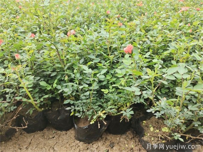 園林花木如何做好重施秋肥？(圖1)