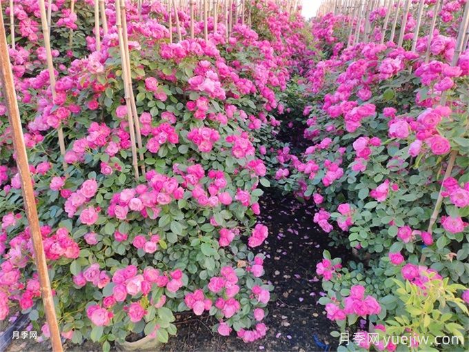 夏季藤本月季花后能牽引嗎？要不要修剪打頂？(圖1)