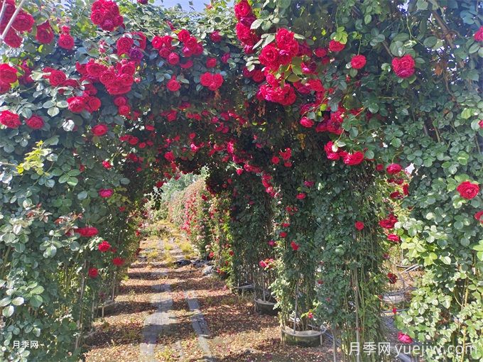 夏季藤本月季花后能牽引嗎？要不要修剪打頂？(圖2)