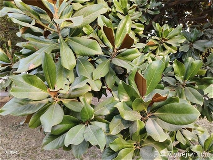 廣玉蘭簡介，廣玉蘭應(yīng)用和養(yǎng)護(圖2)