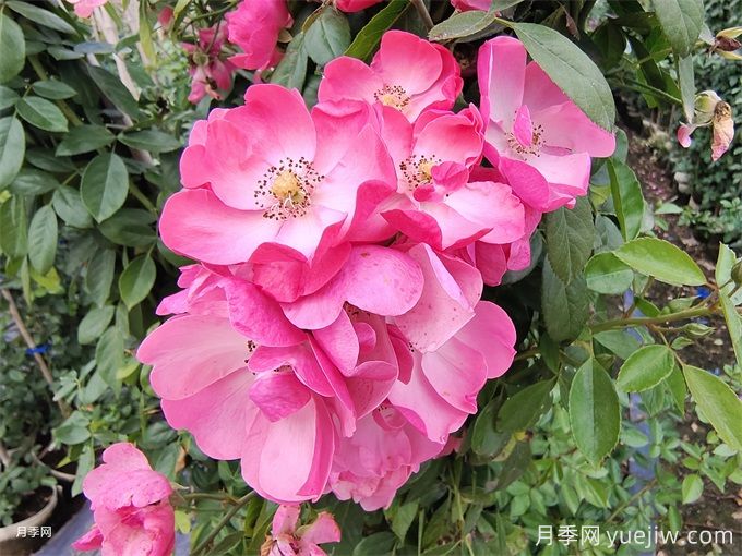 月季熬不過夏天，夏季月季如何養(yǎng)護？(圖2)