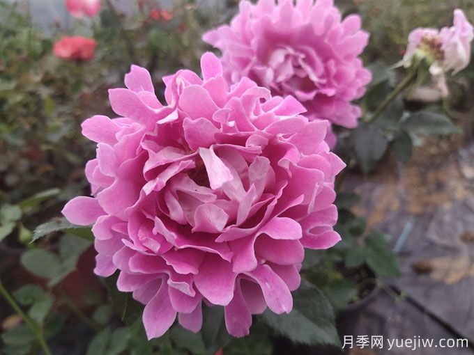 為什么月季花那么難養(yǎng)？月季養(yǎng)殖技巧6點(diǎn)(圖2)