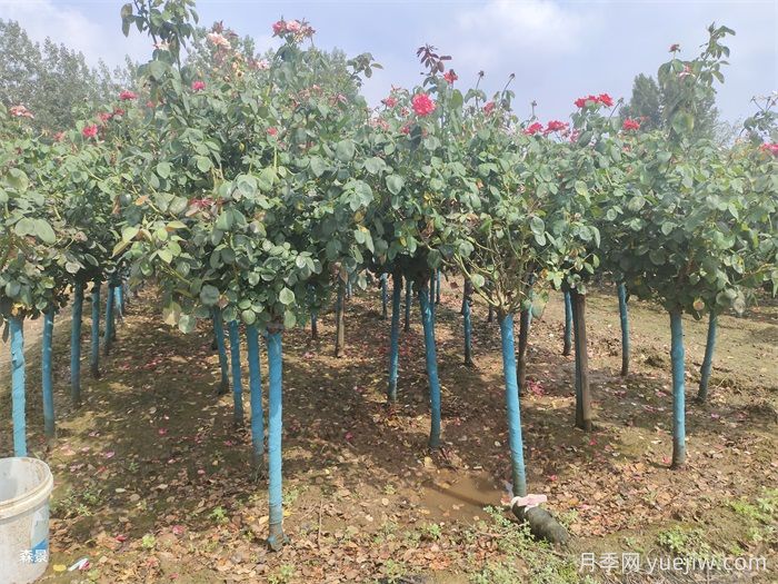 寒冷的冬季怎么正確養(yǎng)護(hù)月季花？(圖1)