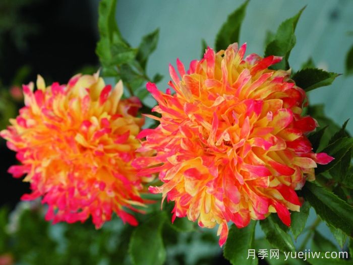 煙花波浪月季/煙花褶邊(圖3)