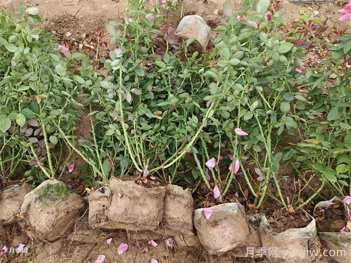 美植袋月季苗(圖4)