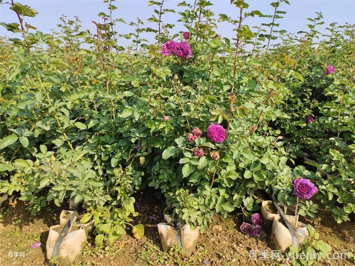 美植袋月季苗(圖5)
