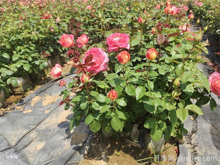 美植袋月季苗(圖2)