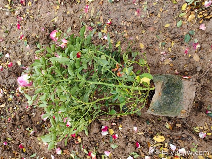 美植袋月季苗(圖3)