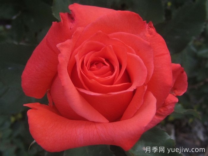 ?激情似火月季(圖2)