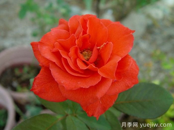 ?激情似火月季(圖3)