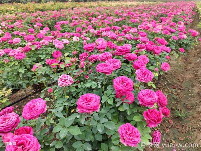 月季花開，南陽(yáng)月季在園林綠化的場(chǎng)景展示(圖4)