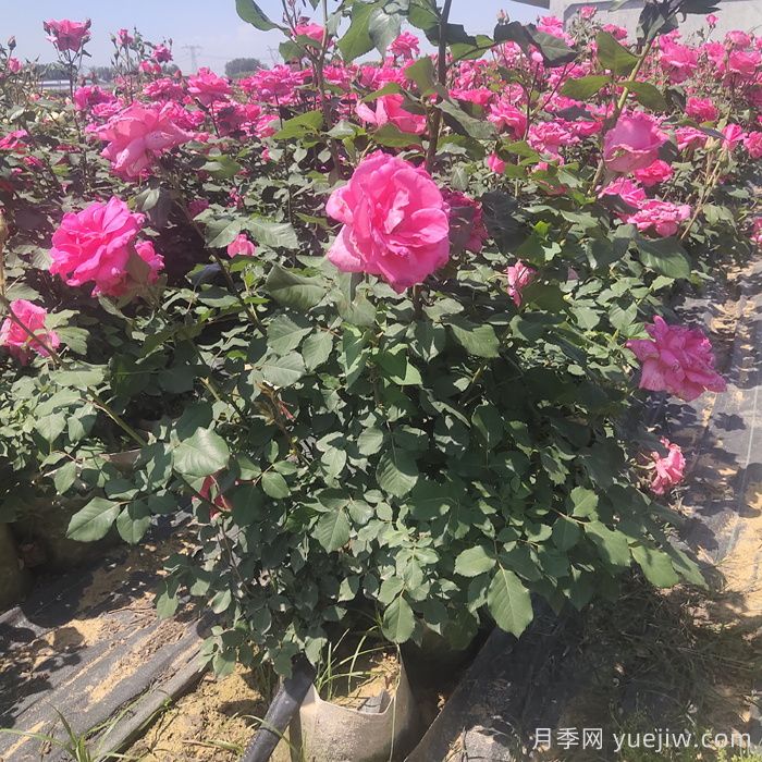 月季栽植的具體步驟有哪些？(圖1)