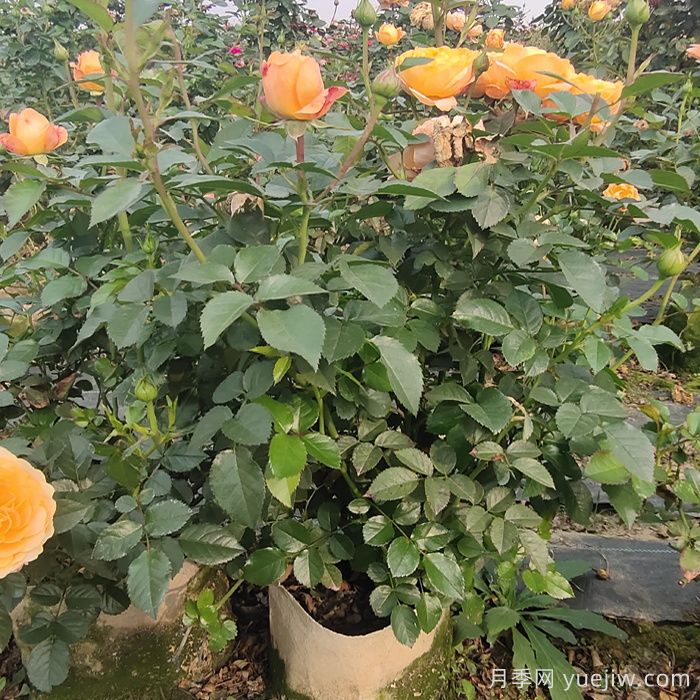 月季強筍爆長會影響開花嗎？(圖1)